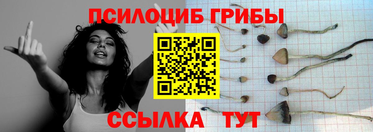 Галлюциногенные грибы Psilocybine cubensis Волгоград